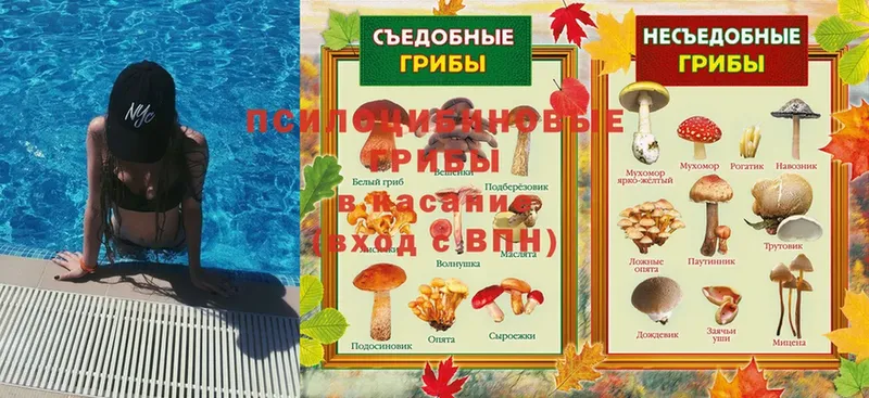 купить наркотик  Волоколамск  Галлюциногенные грибы Psilocybe 